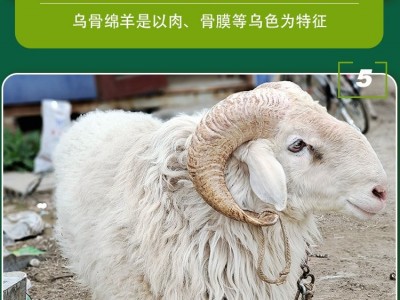 供应特级纯种小尾寒羊母羊黑头杜泊羊规模养殖管理技术推广图1