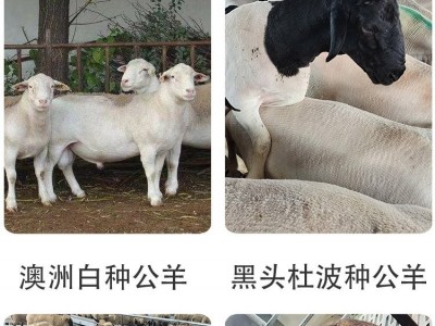 供应大个体纯种湖羊杜寒杂交母羊多胎多肉湖羊母羊推广图1