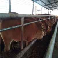养殖鲁西黄牛改良肉牛犊价格多少钱一头来电山东晨旭牧业养殖场