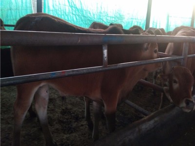 养殖鲁西黄牛改良肉牛犊价格多少钱一头来电山东晨旭牧业养殖场图2
