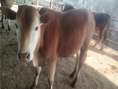 山东改良鲁西黄牛小牛犊价格报价表养殖场山东晨旭牧业图1
