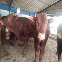 山东利木赞500斤-650斤牛犊养殖场卖多少钱