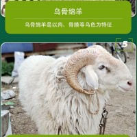 供应特级纯种小尾寒羊母羊黑头杜泊羊规模养殖管理技术推广
