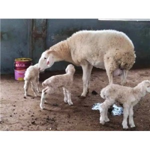 供应多胎纯种小尾寒羊养殖场高腿长身腰四季发情常年配种