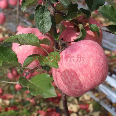 陕西洛川红富士苹果 大果18粒装 单果直径约85mm 整箱10斤 40元图4