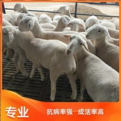 供应澳洲白羊大母羊价格澳洲白羊繁殖率高出肉率高适应性强