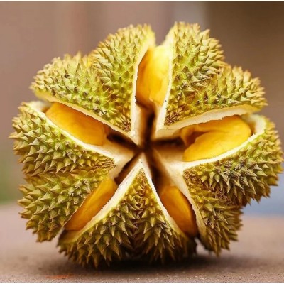 进口金枕榴莲约2.5kg/粒图2