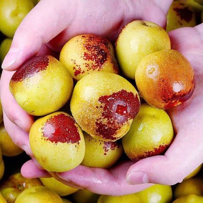 陕西大荔冬枣精选特大果1.5kg/箱图5