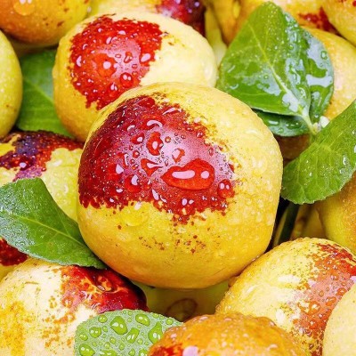 陕西大荔冬枣精选特大果1.5kg/箱图3
