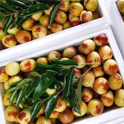 陕西大荔冬枣精选特大果1.5kg/箱图2