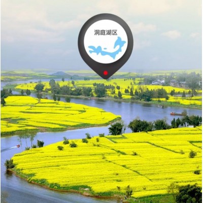 道道全植物甾醇菜籽油压榨一级菜籽油5L/桶图4