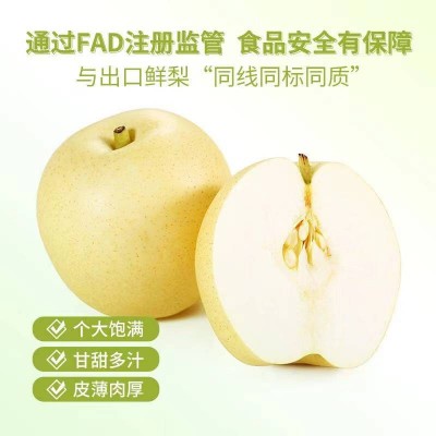 河北皇冠梨净重5斤梨子/箱图5