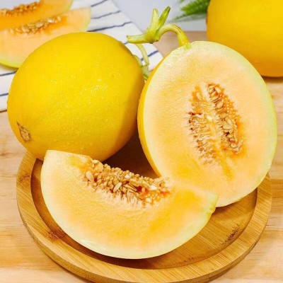 头茬甘肃黄金蜜瓜 新鲜水果黄金蜜瓜现摘甜瓜香瓜现发 5斤\箱装图4
