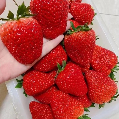 左格云南草莓/1kg/ 盒图4