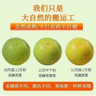 广西皇帝柑沙糖桔新鲜水果果园直采5斤/箱图2