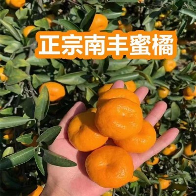 南丰蜜桔沙糖桔新鲜水果10斤/箱图5