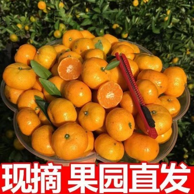 南丰蜜桔沙糖桔新鲜水果10斤/箱图6