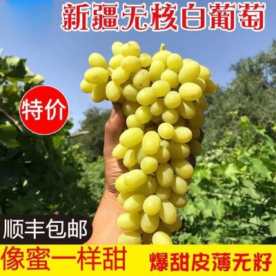 新疆无核白葡萄   5-5.5斤盒装图3