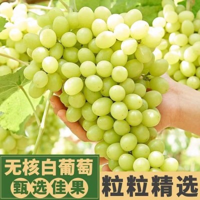 新疆无核白葡萄   5-5.5斤盒装图4