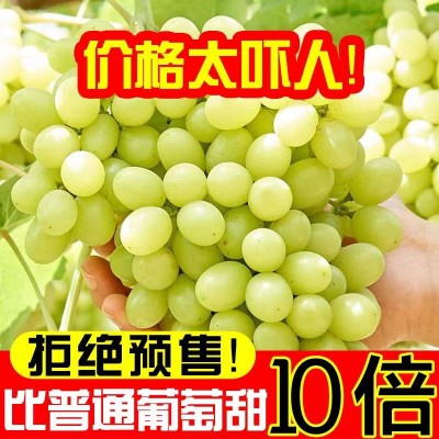 新疆无核白葡萄   5-5.5斤盒装图2