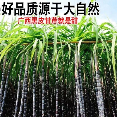 广西黑皮甘蔗 9-10斤/箱图7
