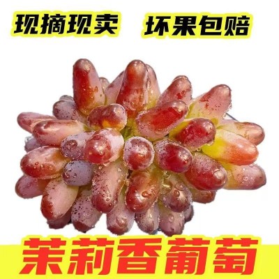 茉莉香葡萄  3斤/袋装图4