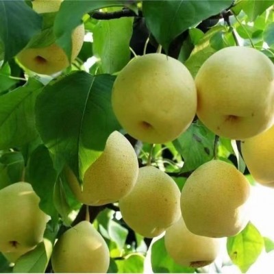正宗雪梨雪花梨9-10斤/箱图3