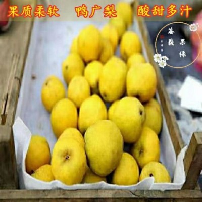 河北鸭广梨新鲜水果现采现发5斤/箱图5
