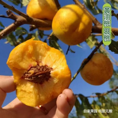 黄金油桃新鲜水果源头直发 2500g/箱图3
