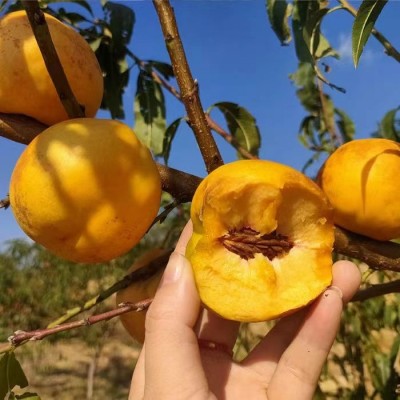 黄金油桃新鲜水果源头直发 2500g/箱图4