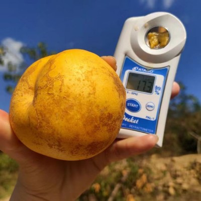 黄金油桃新鲜水果源头直发 2500g/箱图5