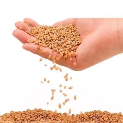 金沙河家用小麦粉甄选国内上乘麦源，小麦颗粒饱满，干净无杂质2.5kg/袋图6