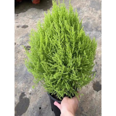圣诞树香松盆栽金冠柏四季常青观叶植物多年生盆景耐热耐寒带香味图3