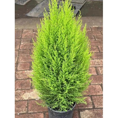 圣诞树香松盆栽金冠柏四季常青观叶植物多年生盆景耐热耐寒带香味图2