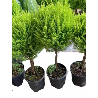 圣诞树香松盆栽金冠柏四季常青观叶植物多年生盆景耐热耐寒带香味图5