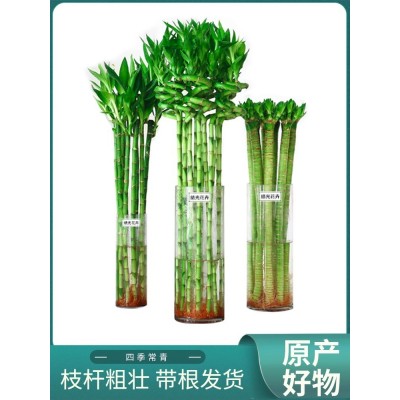 水养富贵竹转运竹弯竹龙竹水竹开运竹子带根室内绿植水培植物花图5