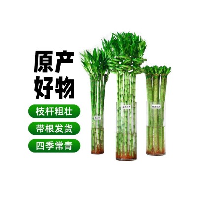 水养富贵竹转运竹弯竹龙竹水竹开运竹子带根室内绿植水培植物花图2