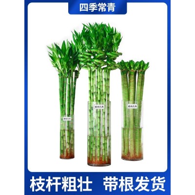 水养富贵竹转运竹弯竹龙竹水竹开运竹子带根室内绿植水培植物花图4