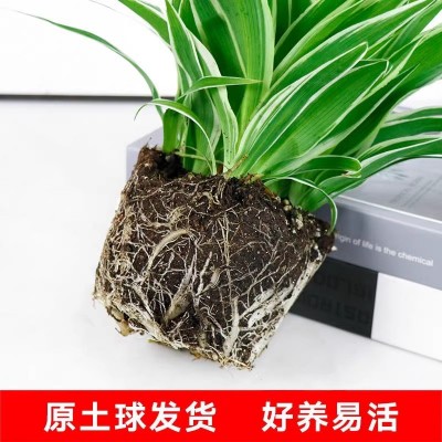 花卉盆栽绿萝发财树吊兰植物盆栽去甲醛绿植水培植物室内好养绿植图2