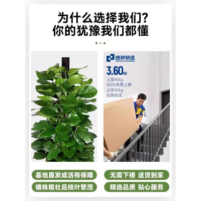 大叶绿萝柱盆栽客厅室内办公室吸甲醛净化空气绿箩大型绿植好养图4