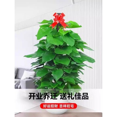 大叶绿萝柱盆栽客厅室内办公室吸甲醛净化空气绿箩大型绿植好养图3