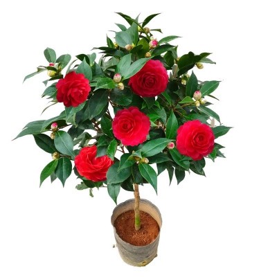 带花苞茶花盆栽四季树苗山茶花苗室内植物好养五色赤丹浓香型花卉图5