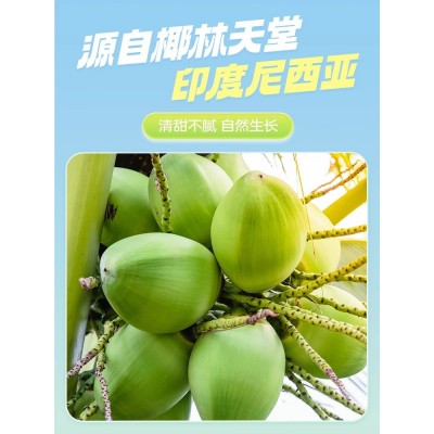 HydroCoco100%纯椰子水椰青汁无糖孕妇含电解质运动饮料NFC12瓶装图3