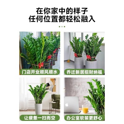 金钱树盆栽植物室内花卉大型客厅好养绿植大摇钱串子招财开业送礼图2
