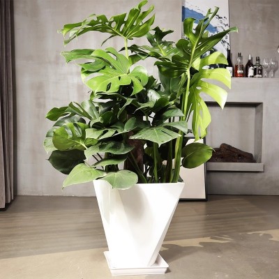 龟背竹盆栽大型客厅植物室内大叶绿植开背竹盆栽归龟背竹大植物图3