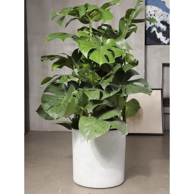 龟背竹盆栽大型客厅植物室内大叶绿植开背竹盆栽归龟背竹大植物图4