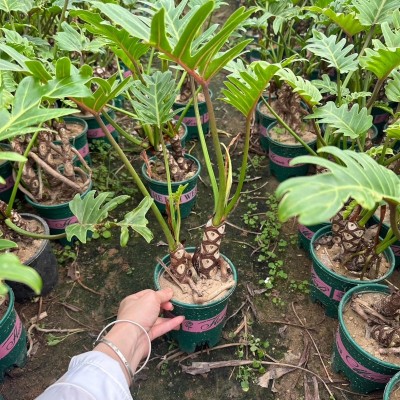 龙鳞小天使苔藓球室内桌面净化空气ins风绿植基地直销图3