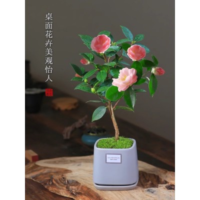 茶花香妃山茶花盆栽带花苞花卉植物客厅室内带花苞庭院好养茶树苗图2