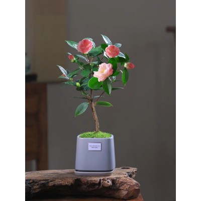 茶花香妃山茶花盆栽带花苞花卉植物客厅室内带花苞庭院好养茶树苗图5