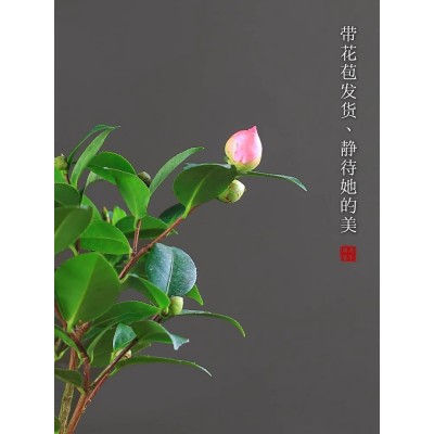 茶花香妃山茶花盆栽带花苞花卉植物客厅室内带花苞庭院好养茶树苗图4
